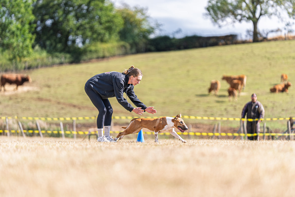 Dog training equipment & working dog supplies UK