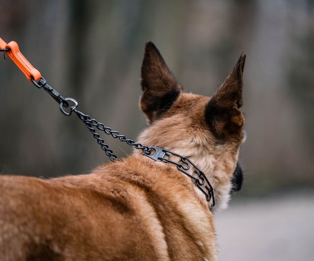 Prong Collars