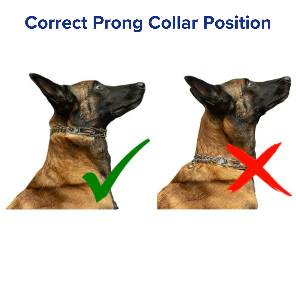 Herm Sprenger Prong Collar Position